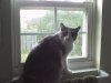 windowsill kitty.JPG