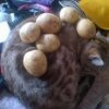 potato-cat-184x184.jpg