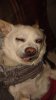 Merlin Doped Up.jpg