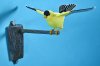 goldfinch-06.jpg
