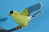 goldfinch-04.jpg