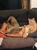 derpycats.jpg