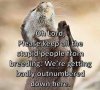otter.jpg